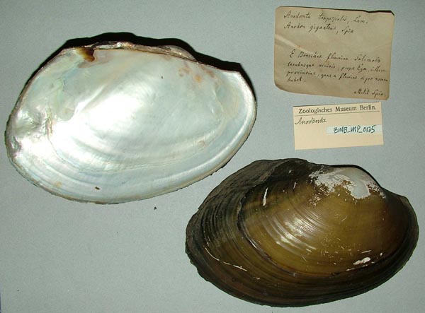 specimen
