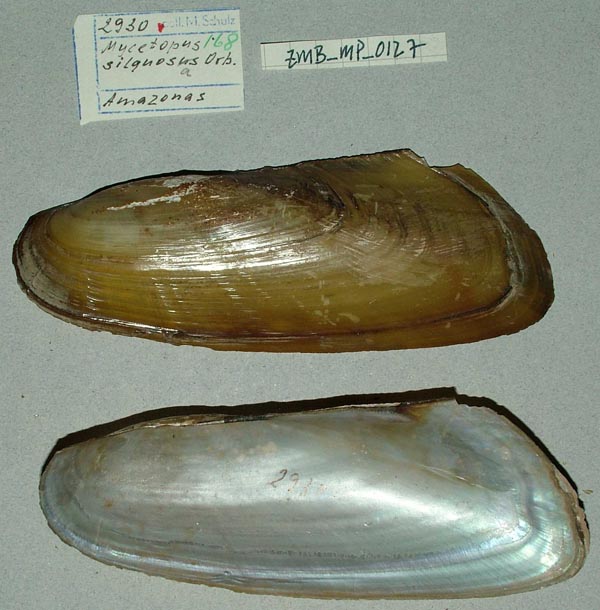 specimen