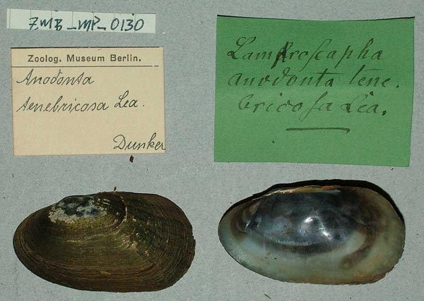 specimen