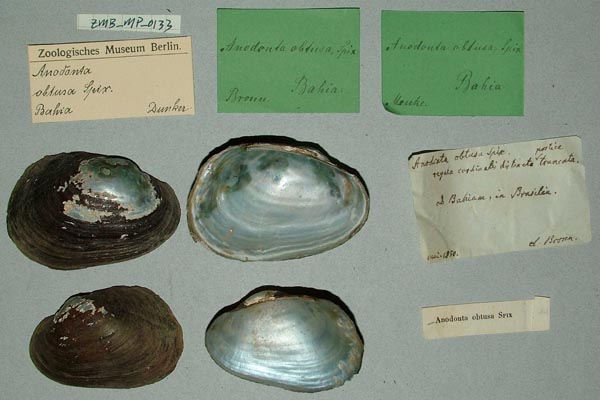 image of lot ZMB_MP_0133 image of lot ZMB_MP_0133