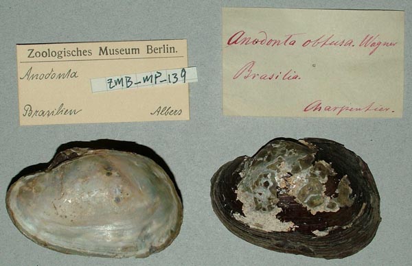 image of lot ZMB_MP_0139 image of lot ZMB_MP_0139