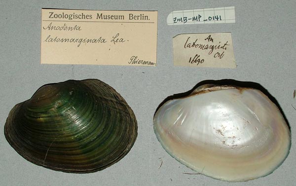specimen