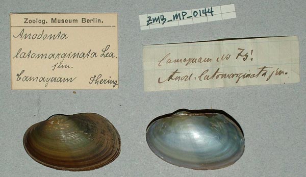 specimen