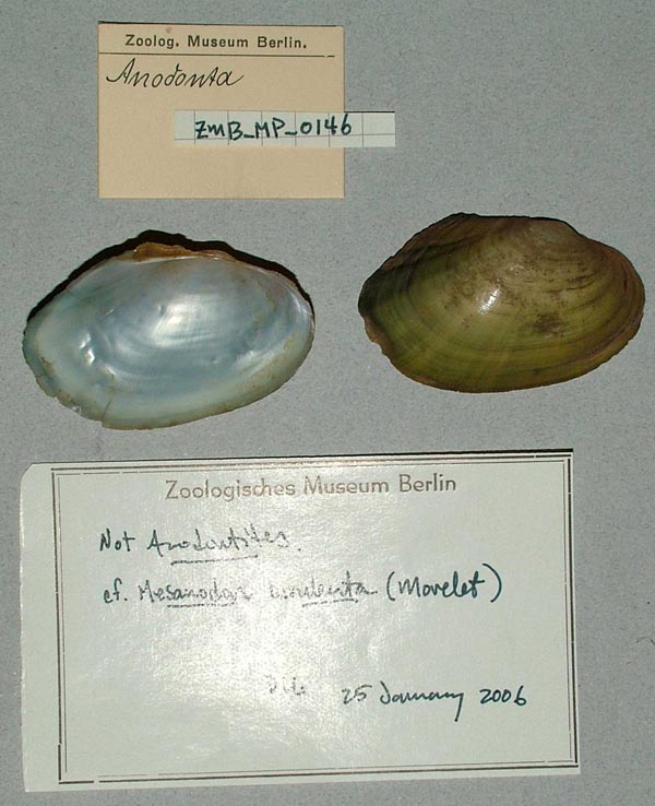 specimen