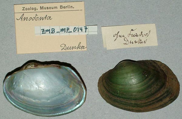 image of lot ZMB_MP_0147