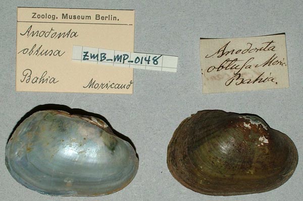 image of lot ZMB_MP_0148 image of lot ZMB_MP_0148