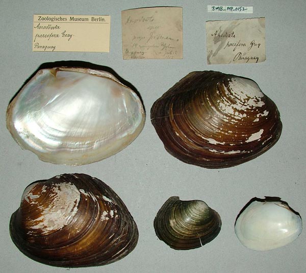 specimen