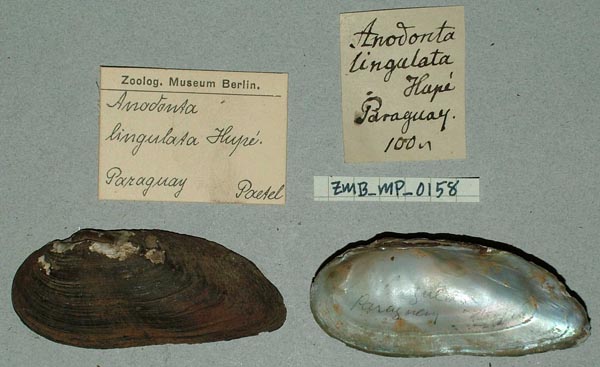 specimen