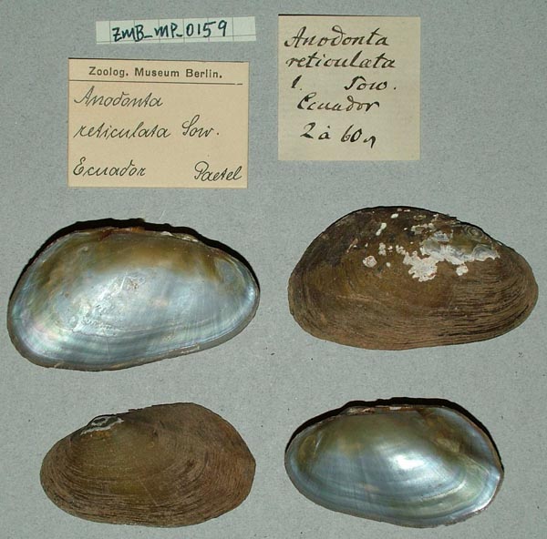 specimen