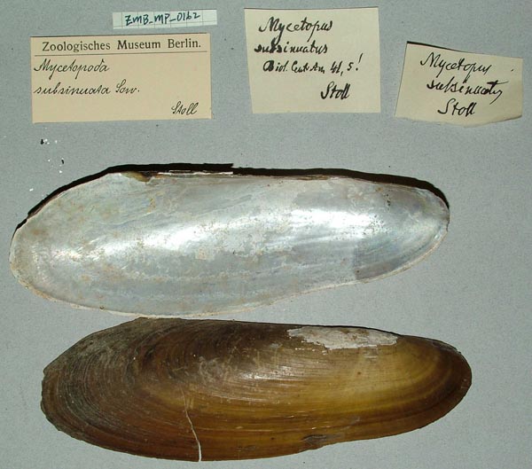 specimen