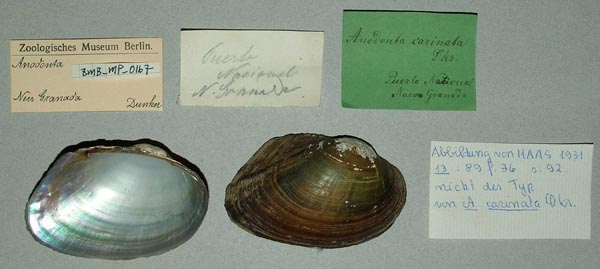 specimen