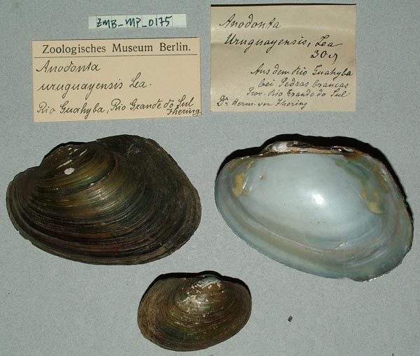 specimen