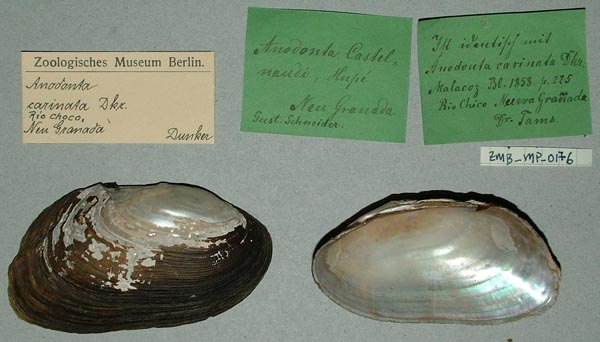 specimen