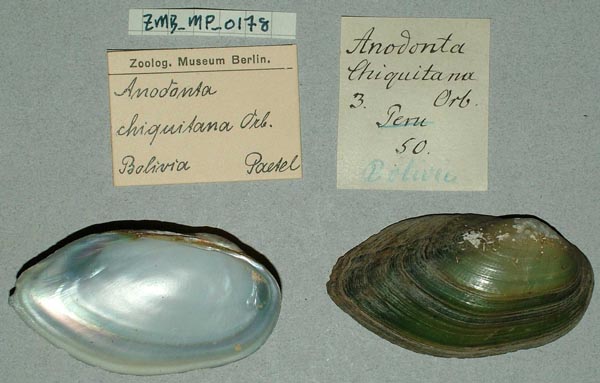 specimen
