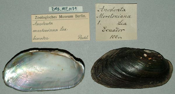 specimen