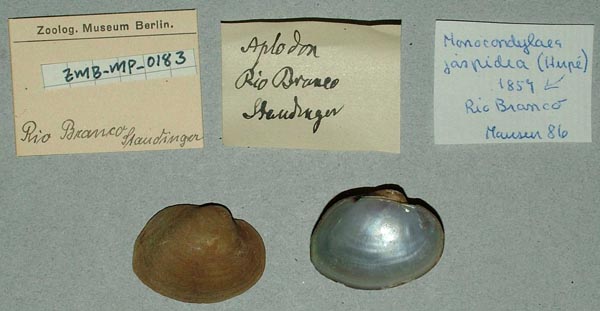 specimen