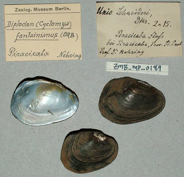 specimen