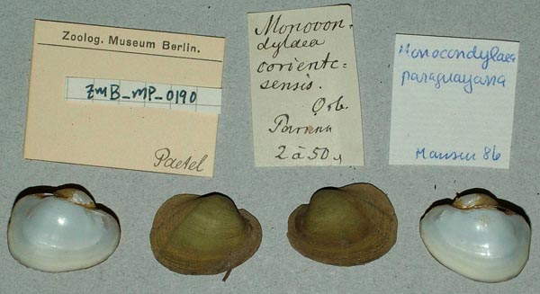 specimen