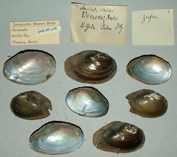 specimen