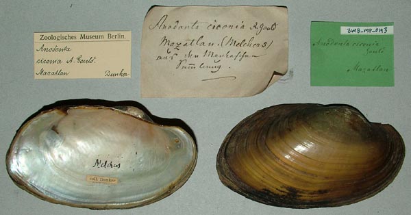 specimen
