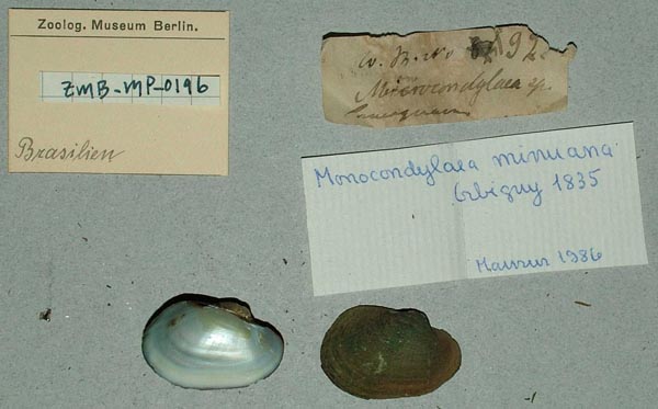 specimen