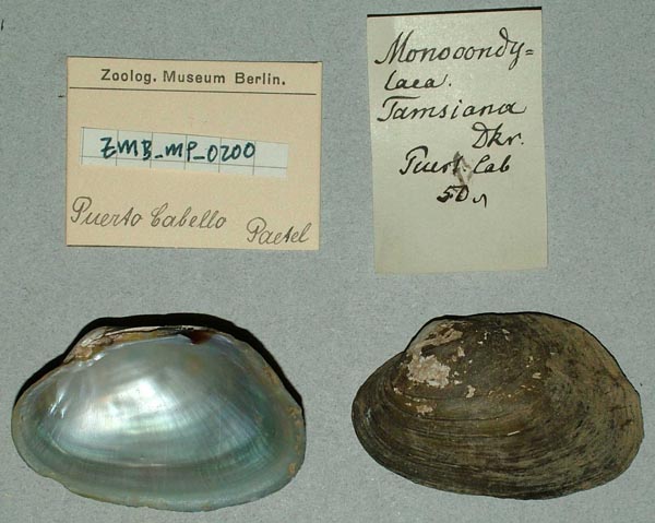 specimen
