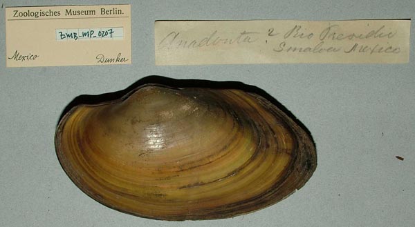 specimen
