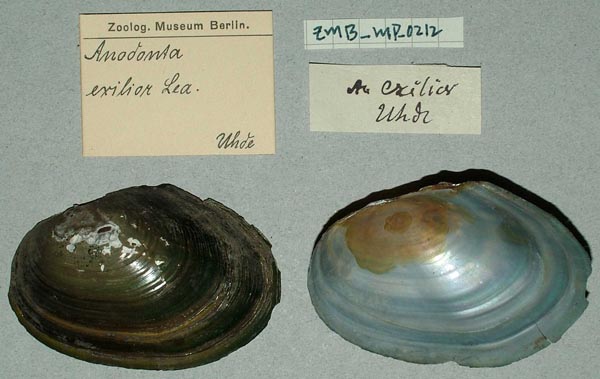 specimen
