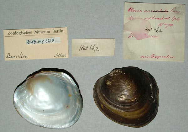 specimen