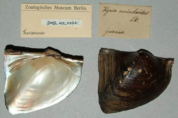 specimen