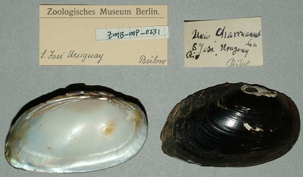 specimen