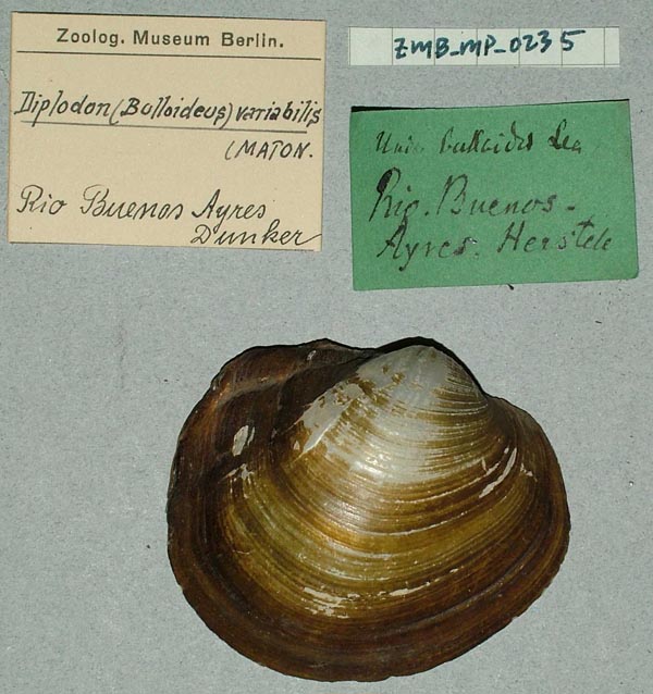 specimen