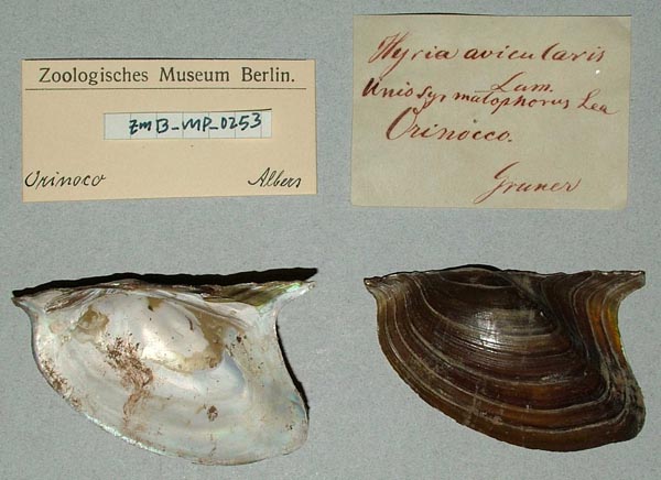 specimen
