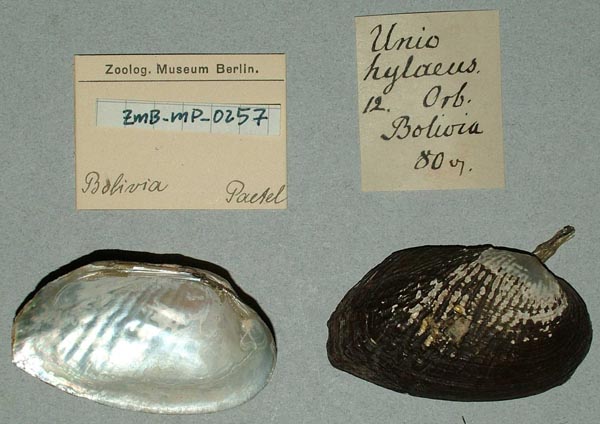 specimen