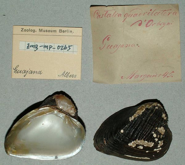 specimen