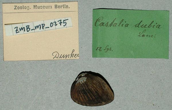 specimen