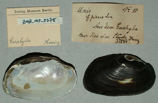 image of lot ZMB_MP_0278 image of lot ZMB_MP_0278