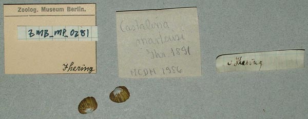 specimen