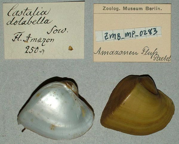 specimen