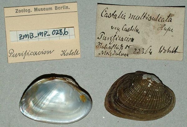 specimen