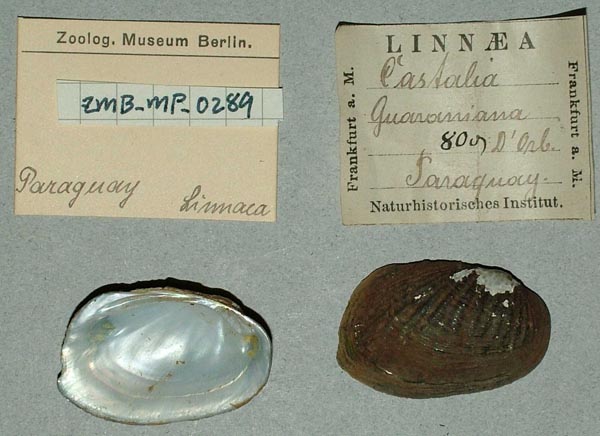 specimen