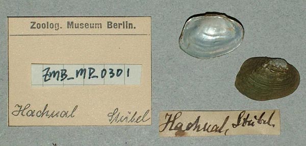 specimen