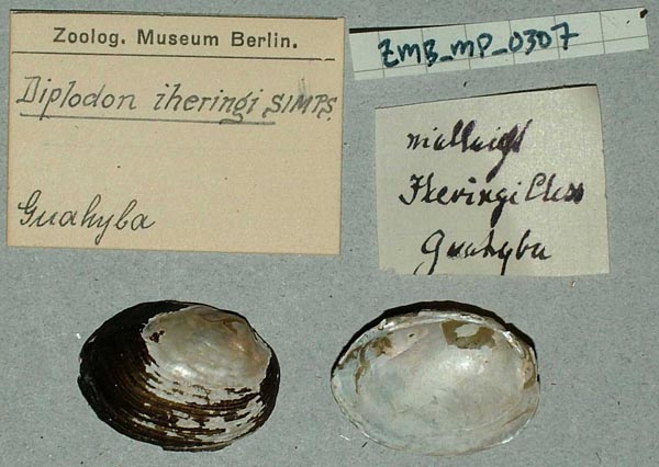 specimen