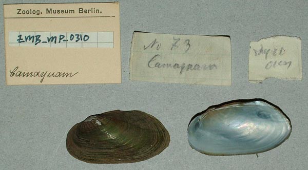 specimen
