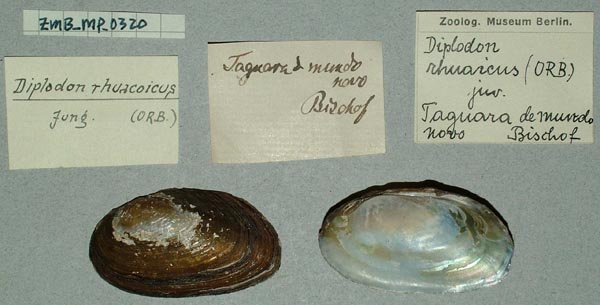 specimen