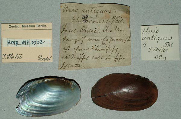 specimen