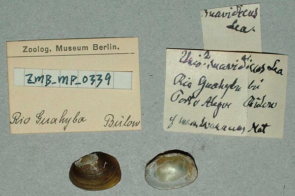 specimen