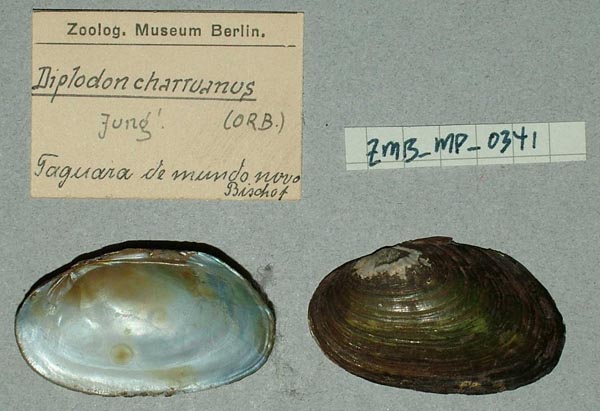 image of lot ZMB_MP_0341 image of lot ZMB_MP_0341