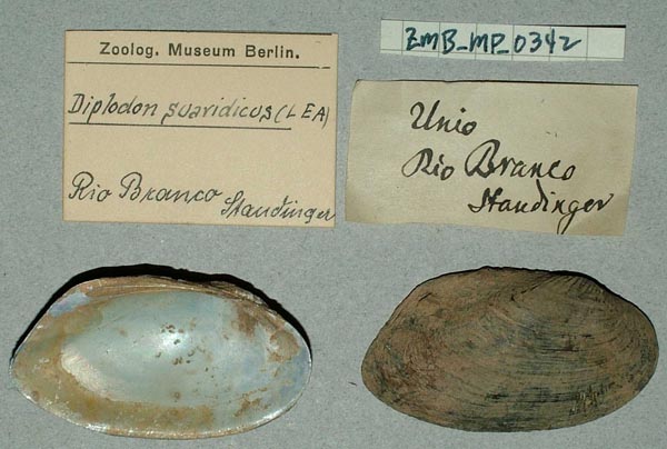 specimen