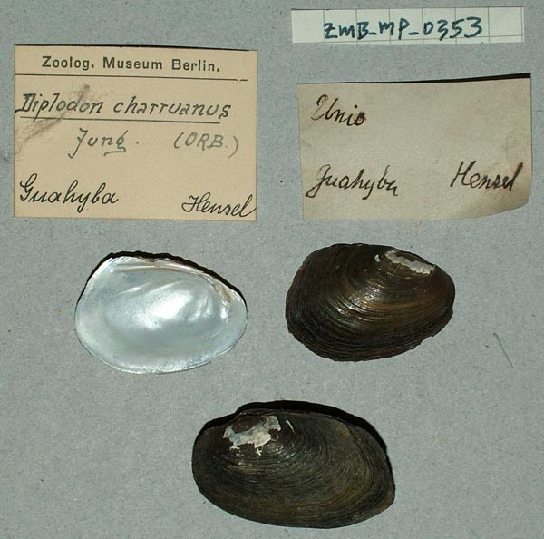 specimen